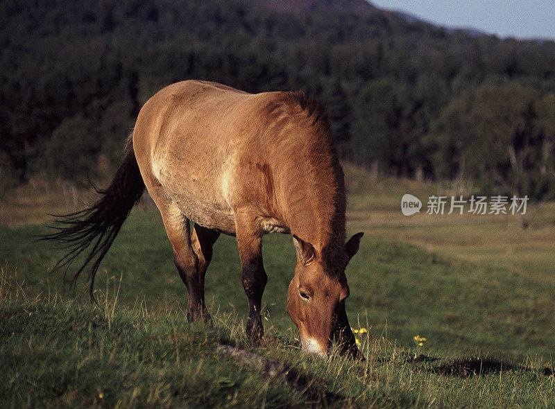 Przewalski's Horse grazing